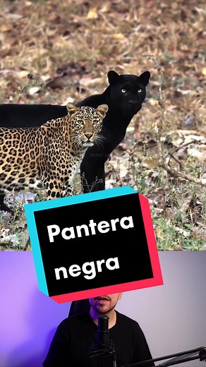 En el género Panthera, aparte del jaguar y el leopardo, también están clasificados el león, el tigre y el leopardo de las nieves. Aparte del género Panthera, hay otros 12 géneros vivos de felinos, donde se clasifican el gato doméstico, los pumas, el caracal y otras 30 especies de hermosos animales. Video original de Shaaz Jung #cienciarara #tiktokdeanimales #aprendeentiktok #naturaleza