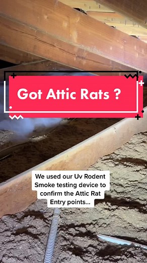 How are Rats getting into my ATTIC ? #atticrats #rats #pestcontrol #twintrap