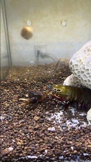 Mantis Shrimp Attacks the Crab Inside Its Burrow – Brutal Battle!
