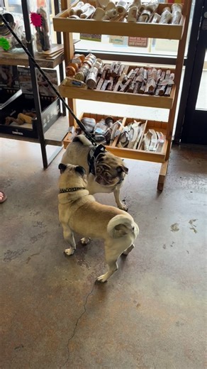 12 reactions | It’s a pug party!  | The Village Mutt - A Self Dog Wash & Natural Pet Market | Facebook