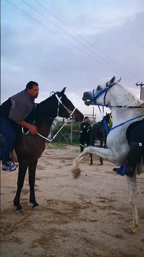 Aggressive Horses Face to Face 🐎😱 | خيول غاضبة#horsefaceoff #arabianhorse#horseshorts