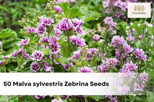 50 Malva Sylvestris Zebrina Seeds | Striped Mallow Flower | Purple Striped Blooms | Cottage Garden Perennial - Etsy