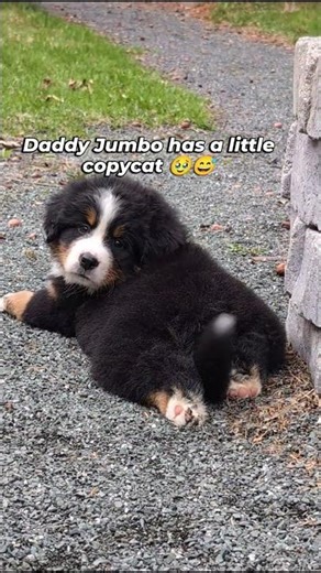 Daddy’s Mini-Me 🐾 Bernese Puppy Copies Her Dad #shorts #bernesemountaindog #cutepuppy #fluffydog