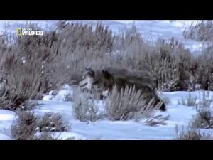 Black Wolf's Secret Life Full Documentary