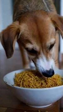 “My Dog Can’t Stop Eating Noodles 🍜 (Cutest Thing Ever)”