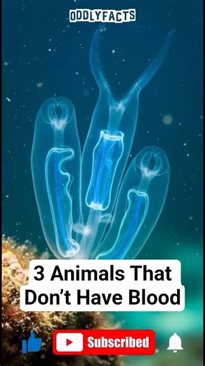 3 Animals That Don’t Have Blood — #3 Uses Seawater