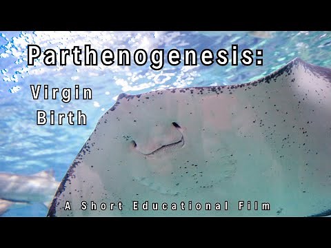 Parthenogenesis: Virgin Birth
