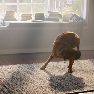 2.8K reactions · 904 shares | All that rubbing, licking and scooting can be a sign of an allergic skin condition that needs medical treatment. Take the quiz to learn more. | Zoetis | Facebook