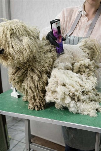 YOU WON'T BELIEVE HOW CUTE HE LOOKS AFTER SHAVING ALL THIS MATTED HAIR#petgrooming #doggrooming #petspa #satisfying #oddlysatisfying