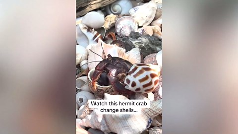 Fascinating rare footage shows hermit crab swapping shells