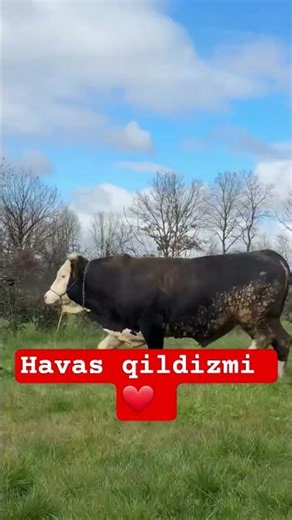 #molboqish #сигирлар #boqish #mol #mol #швет #bozori #зохид #angus #novvos #qoy #shivet #shovshuv