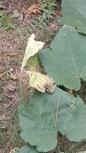 el mejor controlador de plagas para tu huerta #plantas #nature #garden #agricultura #gardening