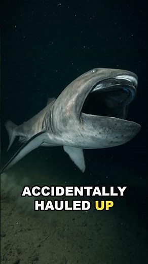 The Megamouth Shark Was Discovered by Accident