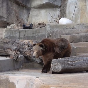 Bozeman checking things out. All the bears continue to have den access and choose if they want to be outside. 🐻 | Milwaukee County Zoo