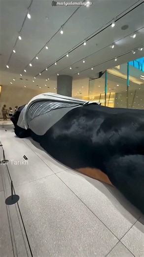 What Is Such A Big Dog Doing? 🐕