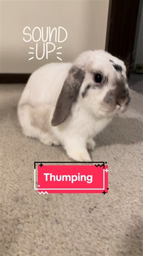Have you ever seen a bunny tantrum? 😅 Thumping is a behaviour used to indicate danger or annoyance! Appa was annoyed for a couple of reasons this day! I just want to add that within about 30 seconds he was nuzzled into me and purring because of all the attention and pats 🥰 he was definitely not scared/anxious #bunny #rabbit #pet #petsoftiktok #rabbitsoftiktok #bunniesoftiktok #cute #tantrum #funny #voiceeffects #foryou #foryoupage