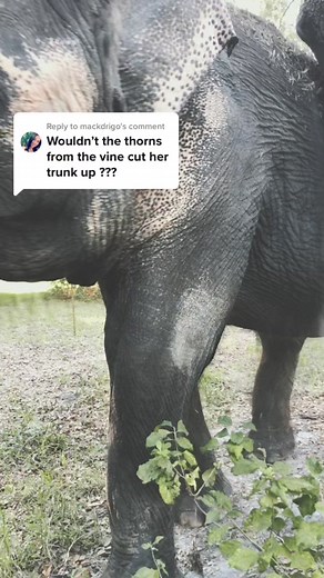 Amazing Insights into Elephant Skin and Behavior