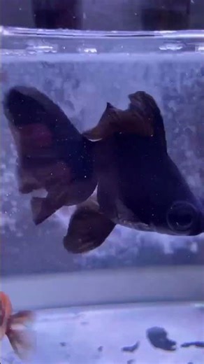 The Great Ranchu Fish Dancing in the Tank