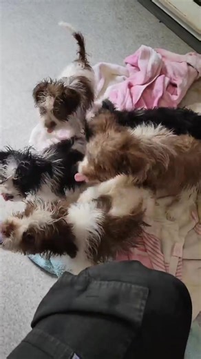 Our sweet puppies all clean! Please help us continue to rescue dogs by joining our Patreon. We post behinds the scenes videoes, new residents and adoptions that only our Patreon subscribers get to see or see first. We really need everyone’s support to keep saving these precious lives. Please consider donating or subscribing! https://www.patreon.com/luvabledogrescue | Luvable Dog Rescue