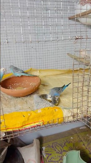 Peeli Kabuter Ki Jone Ne Ande De Diye 🥰🥚 |#petsvlogs #minivlog #pigeon #jabalpurpetsman