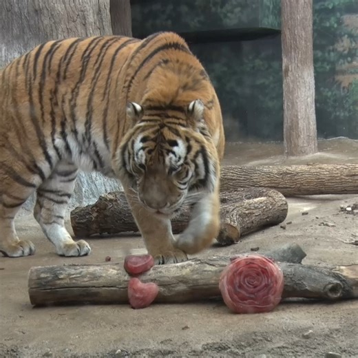 29K views · 1.9K reactions | There is always room in our ❤️❤️ for these Valentines❣️ | Milwaukee County Zoo | Facebook