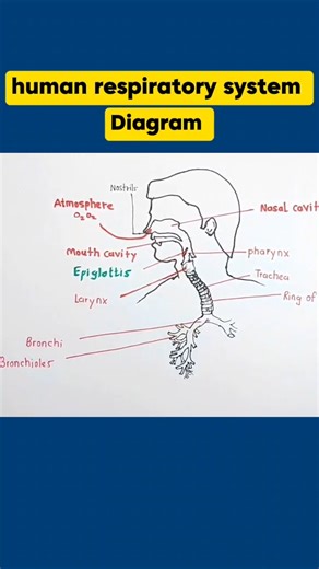 Human respiratory system diagram easy way #shorts #biology #diagram