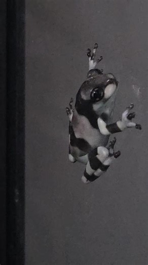 amazon frogs on TikTok