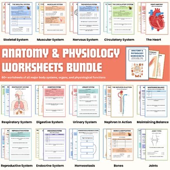 Anatomy and Physiology Worksheet Bundle | Nursing & A&P Printables PDFs