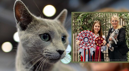 Cat from Poland named the world's most beautiful in 2024