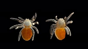 Spider under a microscope, Arachnida class