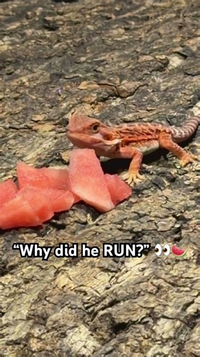 Why Did This Bearded Dragon RUN? 👀🍉