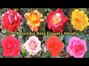 Rose Varieties With Names / Rose Varieties In India / Rose Types In India / Rose