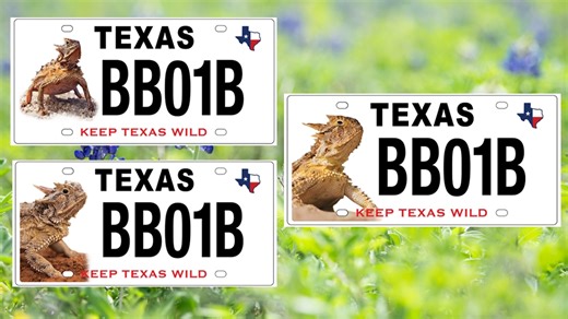 Texans invited to vote on new design for horned lizard license plate