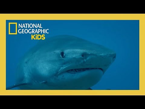 Supersized Sharks Full Episode | ‪@natgeokids‬