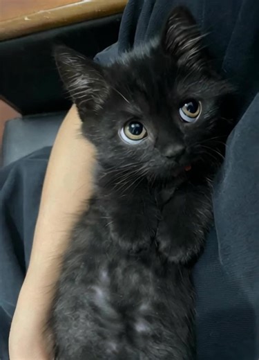 Adorable Cats: The Cutest Kitten Videos