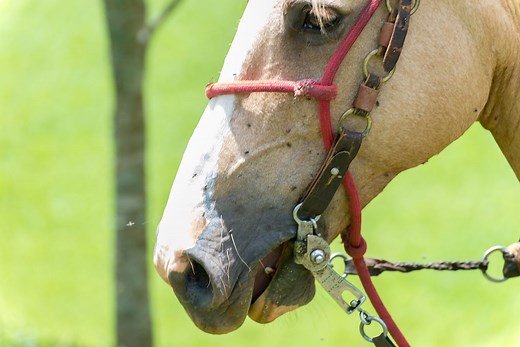 Eastern Equine Encephalitis: Causes, Symptoms and Prevention