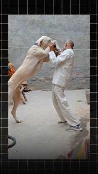 “Bully Kutta Dog tamil | Powerful & Loyal Mastiff Breed 🐶”