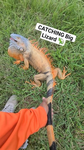 CATCHING BIG LIZARDS! #lizard #iguana #fyp