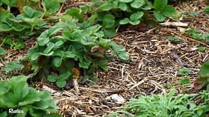 10K views · 197 reactions | Après de fortes précipitations il n'est pas toujours évident de cultiver son potager... Hubert nous donne ses astuces pour commencer les cultures même dans les zones très humides ! | Rustica | Facebook