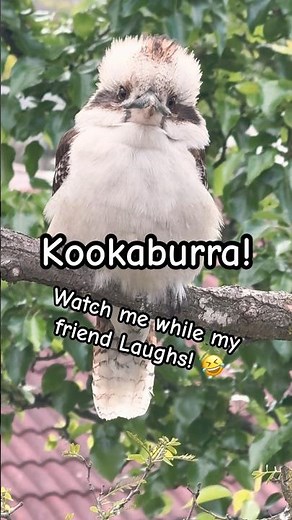Kookaburras: The Laughing Birds of Australia | Stares!