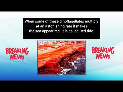Dinoflagellates | Protista | Biological Classification #Arpita A K Tutorial