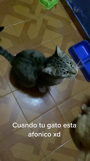 Cuando tu gato está afónico: Soluciones y Cuidados