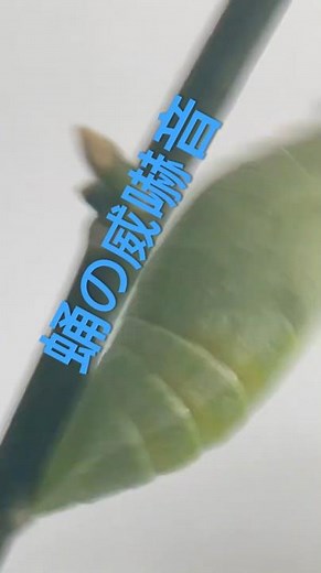 サナギ威嚇の音！前蛹から蝶になるまで #ナミアゲハ #butterfly #昆虫観察