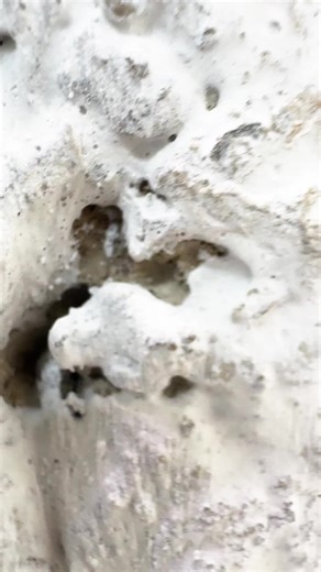 Discover the Perfect Parrot Breeding Pair