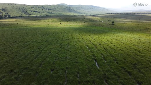 Անտառներ՝ թղթի վրա․ ինչպես փոշիացնել գումարները