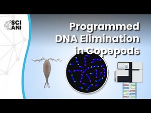 Programmed DNA elimination in copepods: a novel genome editing tool?