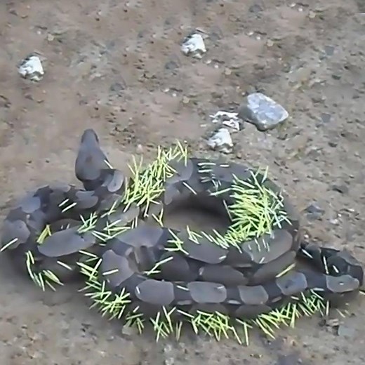 11K views · 183 reactions | Python vs Porcupine Animal Life Group Animal Life | Animal Life | Facebook