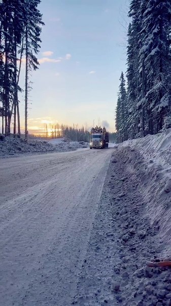 2025 log haul @Ericaardema55 #kenworth #peterbuilt #logging #tigercat #asmussentransport