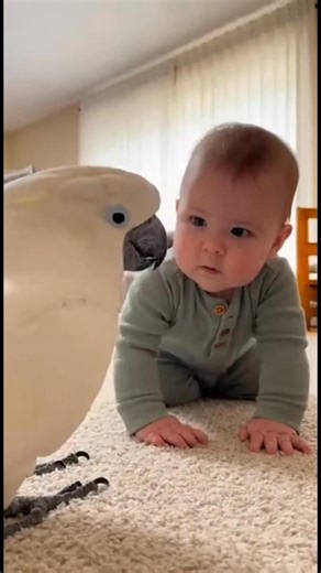 Cockatoo and baby having a serious conversation #cockatoo #talkingbird #birds #funnypetvideo #cockatoolife #parrots #fyp | Kakadu Life