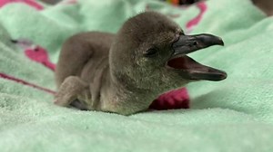 It's a Girl! Columbus Zoo reveals gender of 9-day-old penguin